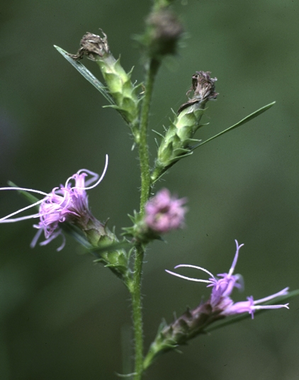 {Liatris hirsuta}